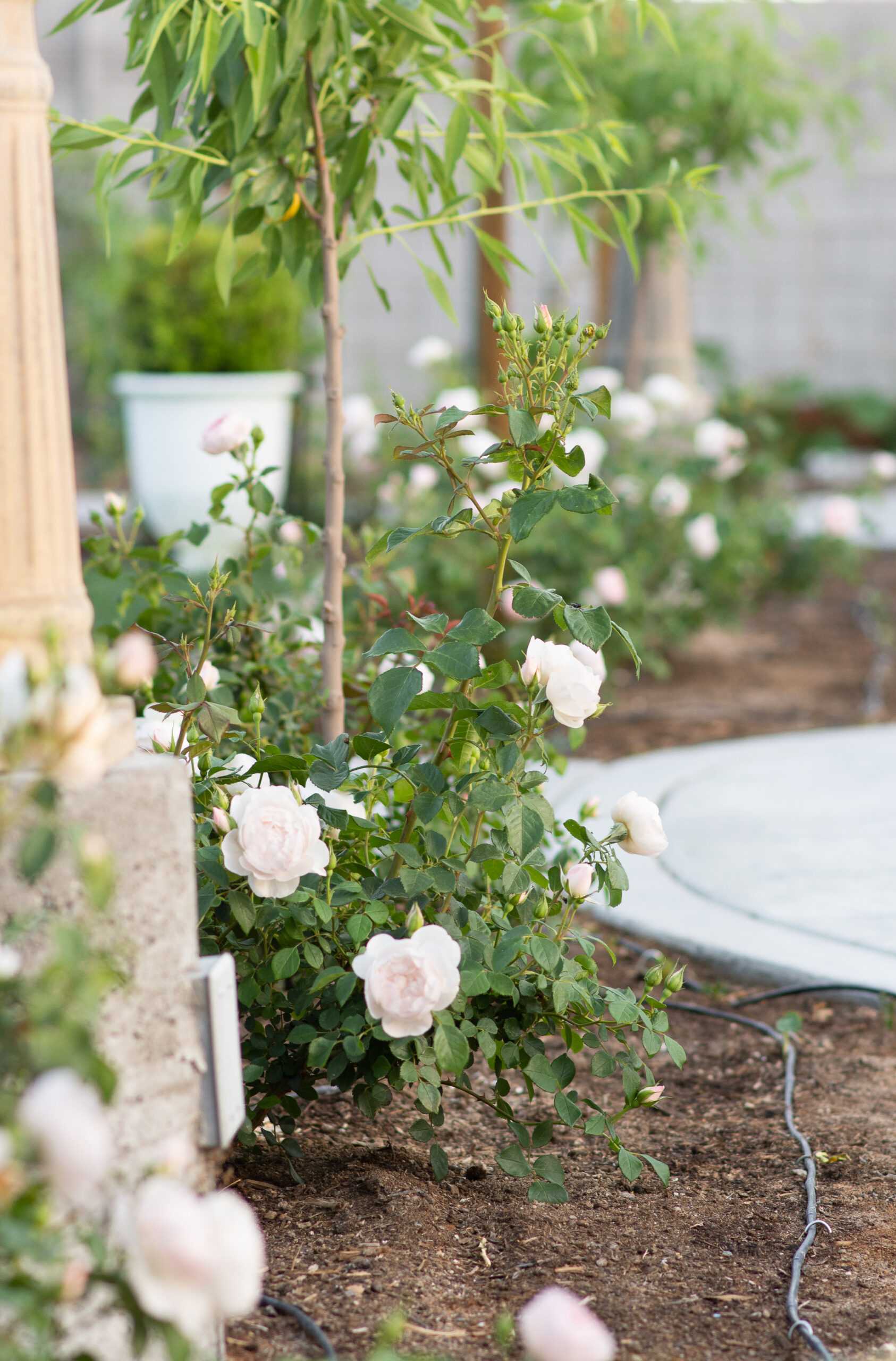 https://theprudenthomemaker.com/wp-content/uploads/2022/04/Garden-Roses-The-Prudent-Homemaker-scaled.jpg