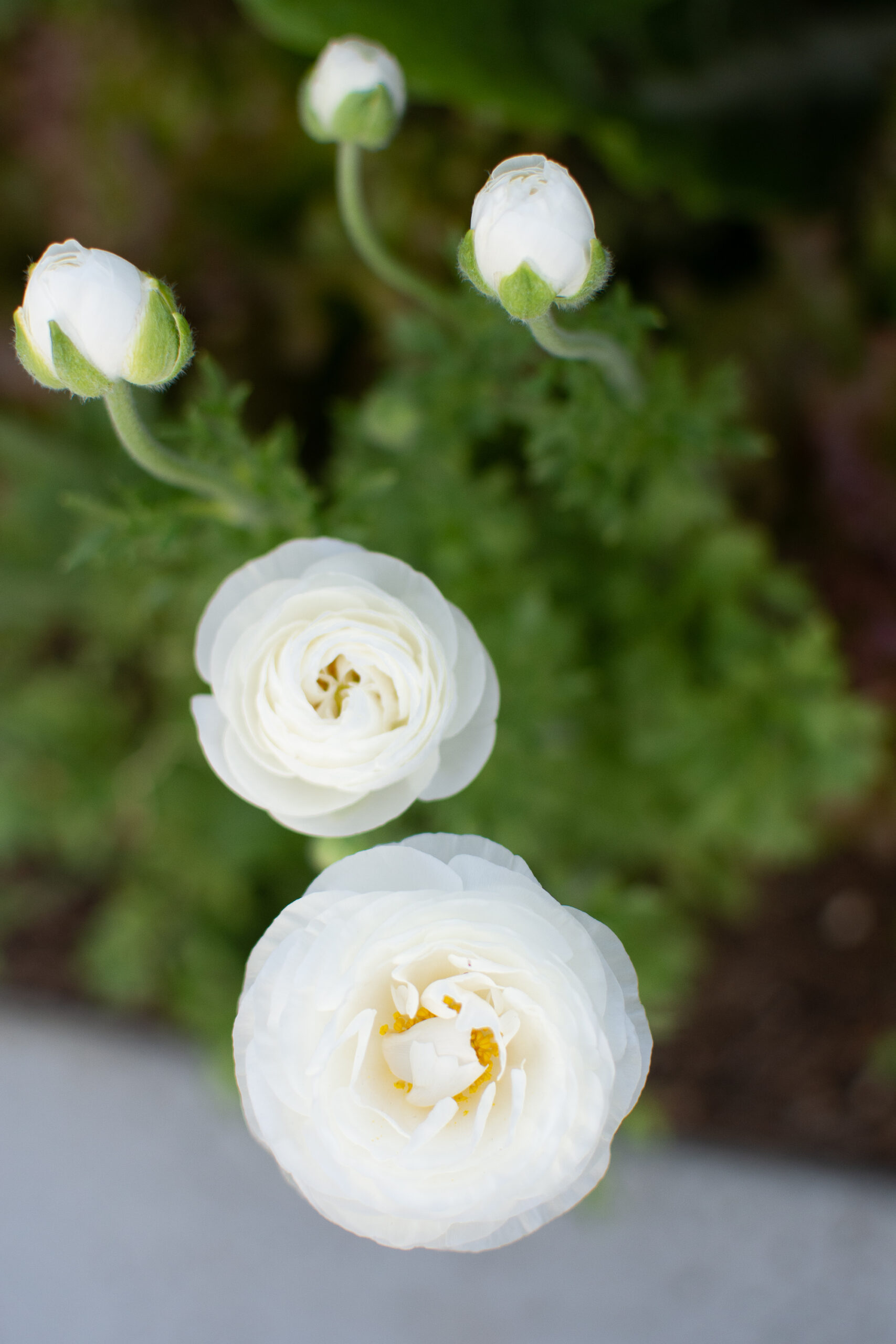 https://theprudenthomemaker.com/wp-content/uploads/2022/04/White-Ranunculus-The-Prudent-Homemaker-scaled.jpg