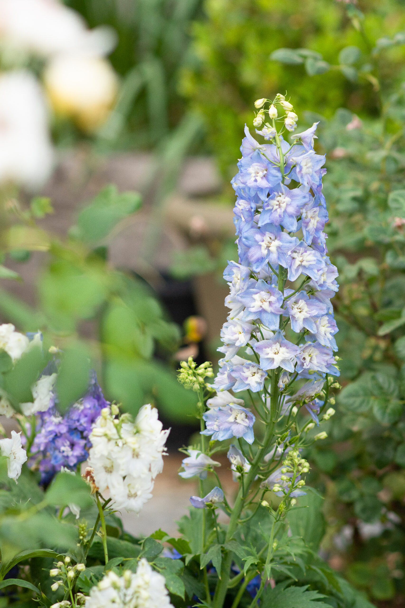 https://theprudenthomemaker.com/wp-content/uploads/2022/05/Blue-Delphinium-The-Prudent-Homemaker-scaled.jpg