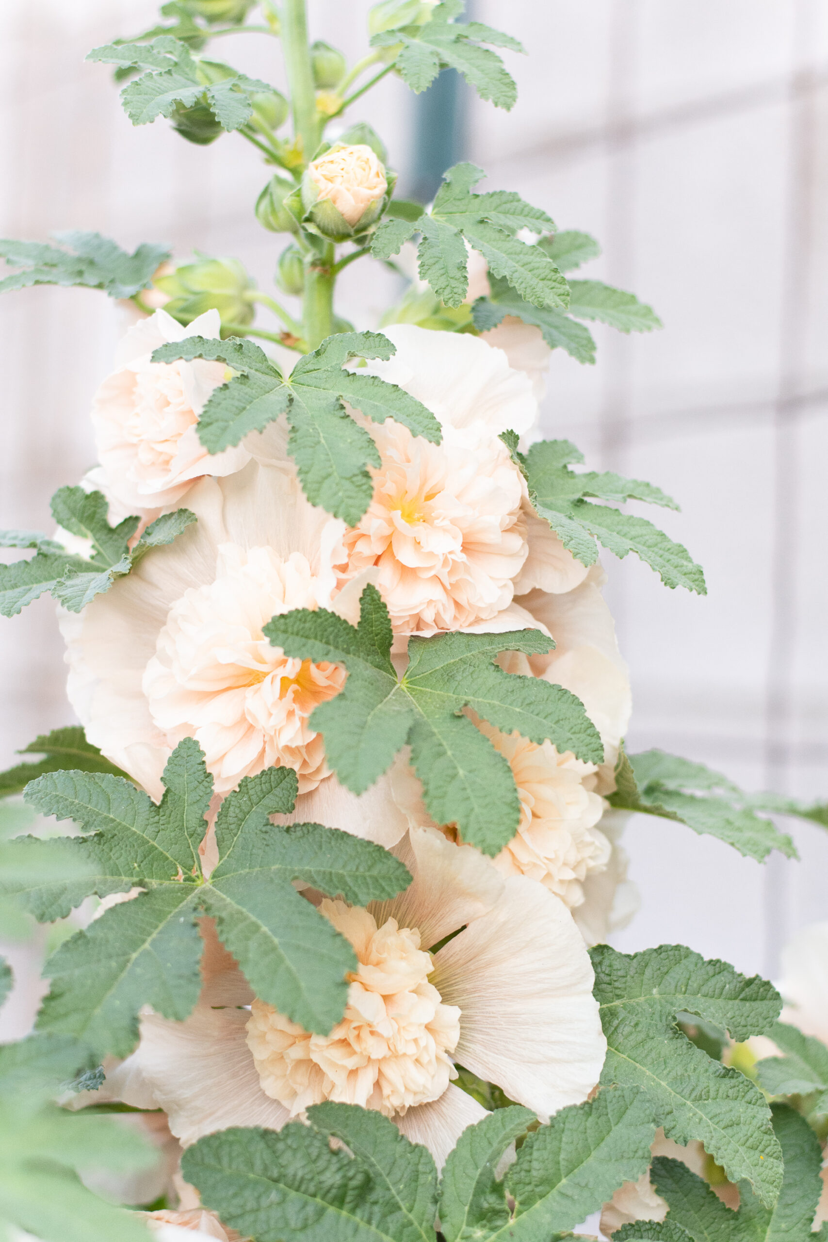 NM - Hollyhocks Dwarf Mix (Alcea rosea majorette)