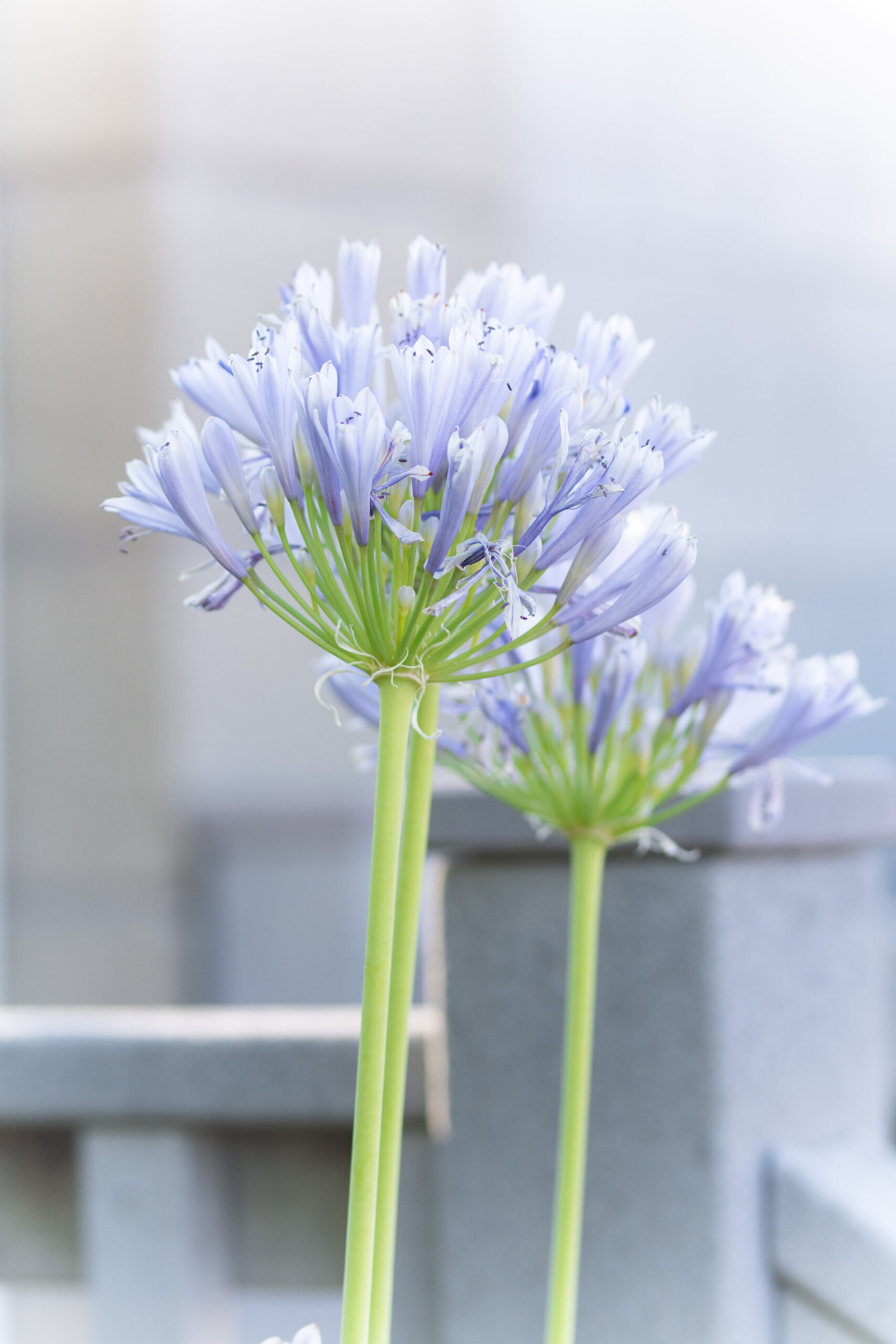 Flower Straw Covers, 4-Pack $5.99 (Reg. $8) - $1.50 Each, Fits