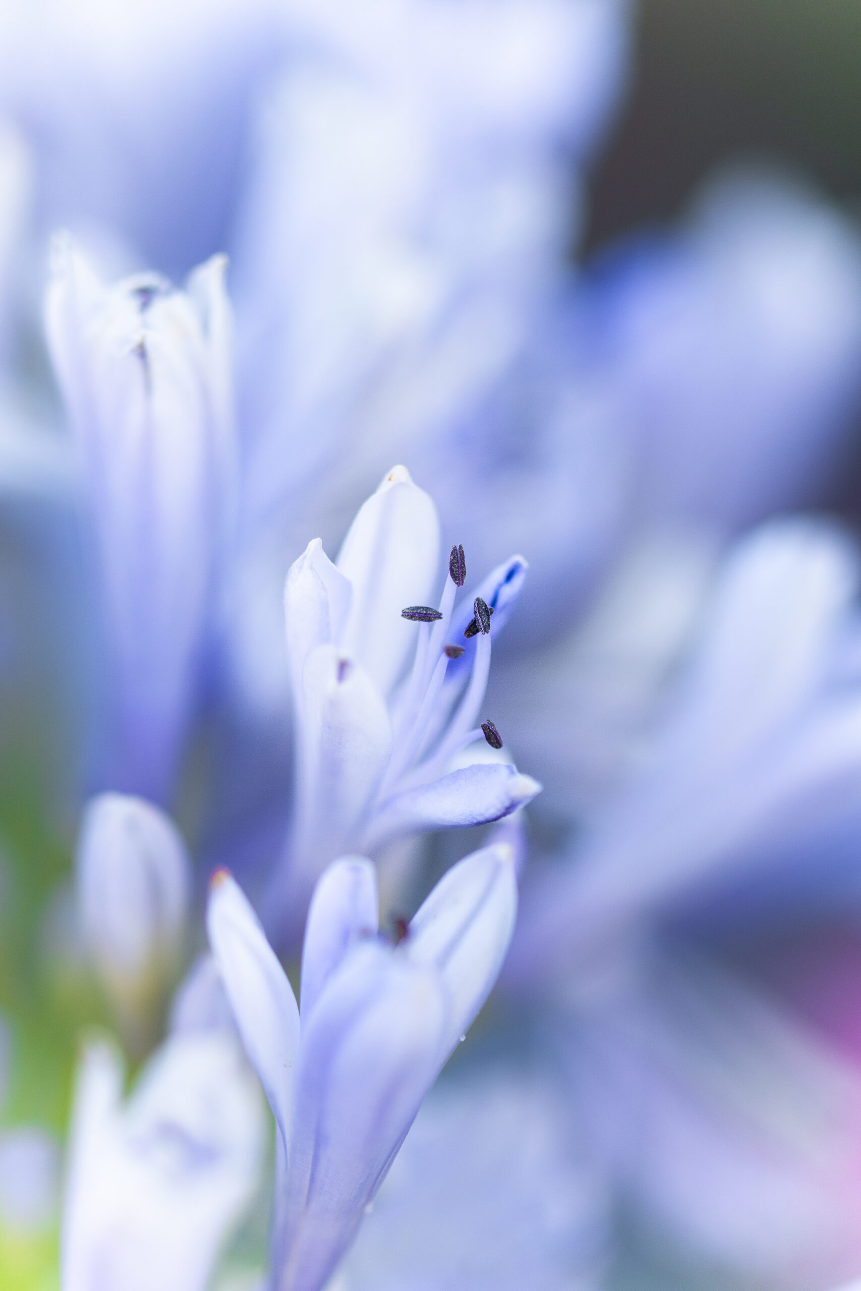 https://theprudenthomemaker.com/wp-content/uploads/2022/06/Agapanthus-2-The-Prudent-Homemaker-scaled.jpg