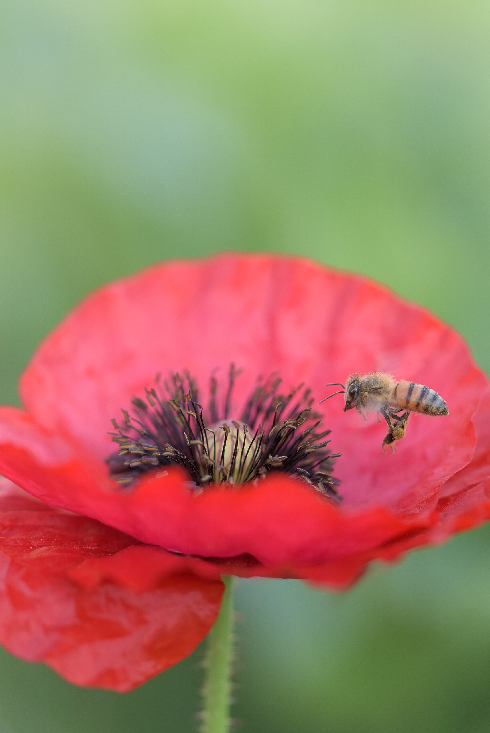 https://theprudenthomemaker.com/wp-content/uploads/2022/06/Bee-with-Pollen-by-Poppy-The-Prudent-Homemaker-scaled.jpg