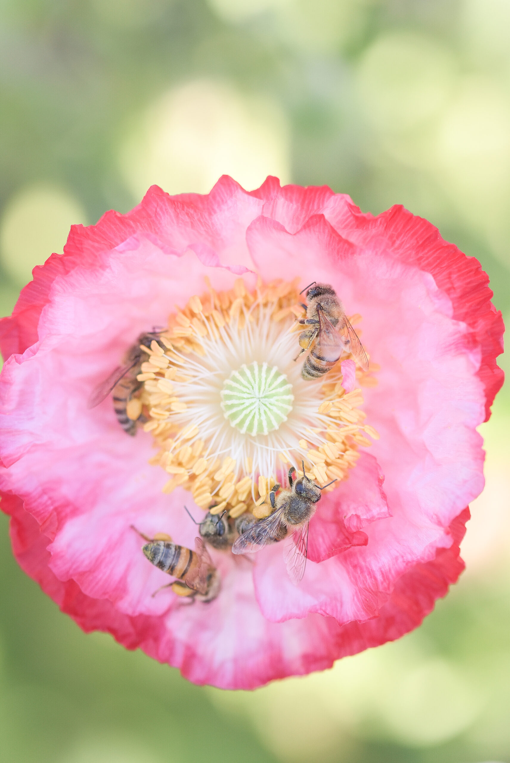 https://theprudenthomemaker.com/wp-content/uploads/2022/06/Bees-on-Poppy-2-The-Prudent-Homemaker-scaled.jpg