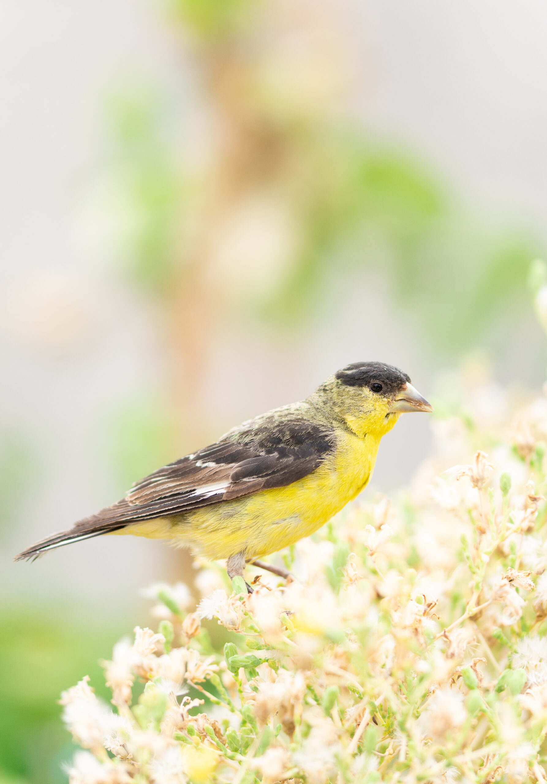 https://theprudenthomemaker.com/wp-content/uploads/2022/06/Lesser-Goldfinch-The-Prudent-Homemaker-scaled.jpg