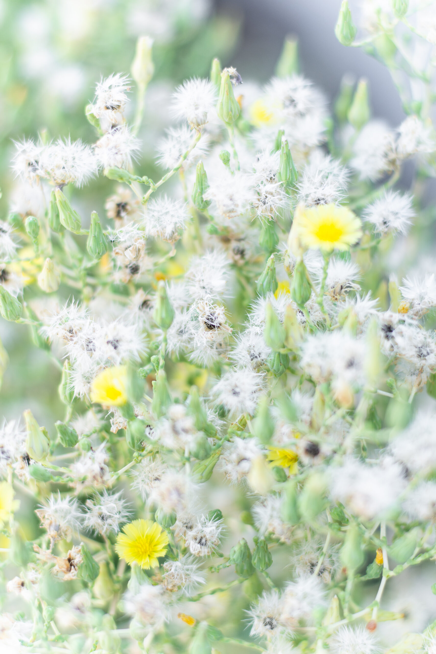 Flower Straw Covers, 4-Pack $5.99 (Reg. $8) - $1.50 Each, Fits