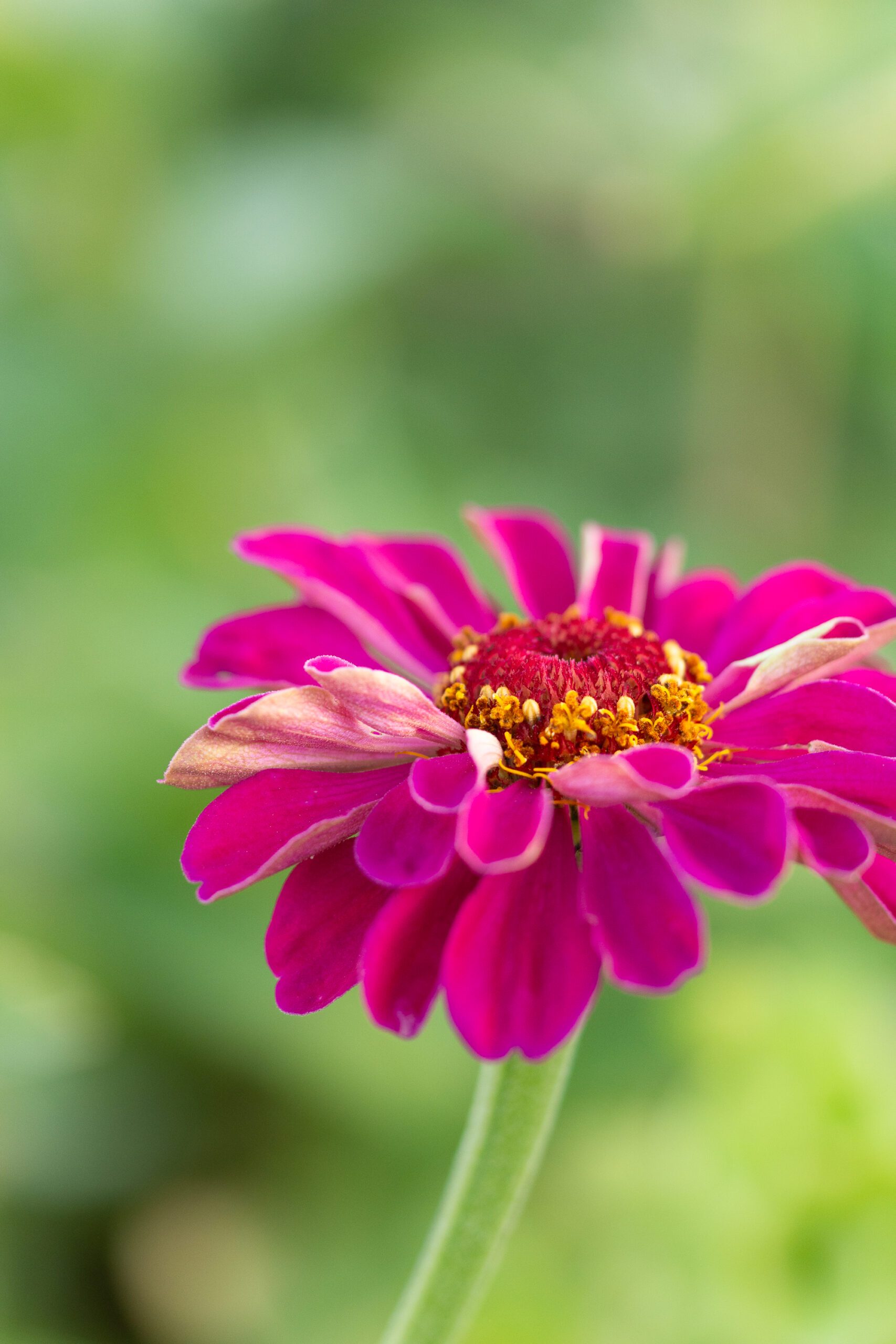 https://theprudenthomemaker.com/wp-content/uploads/2022/06/Pink-Zinnia-The-Prudent-Homemaker-scaled.jpg