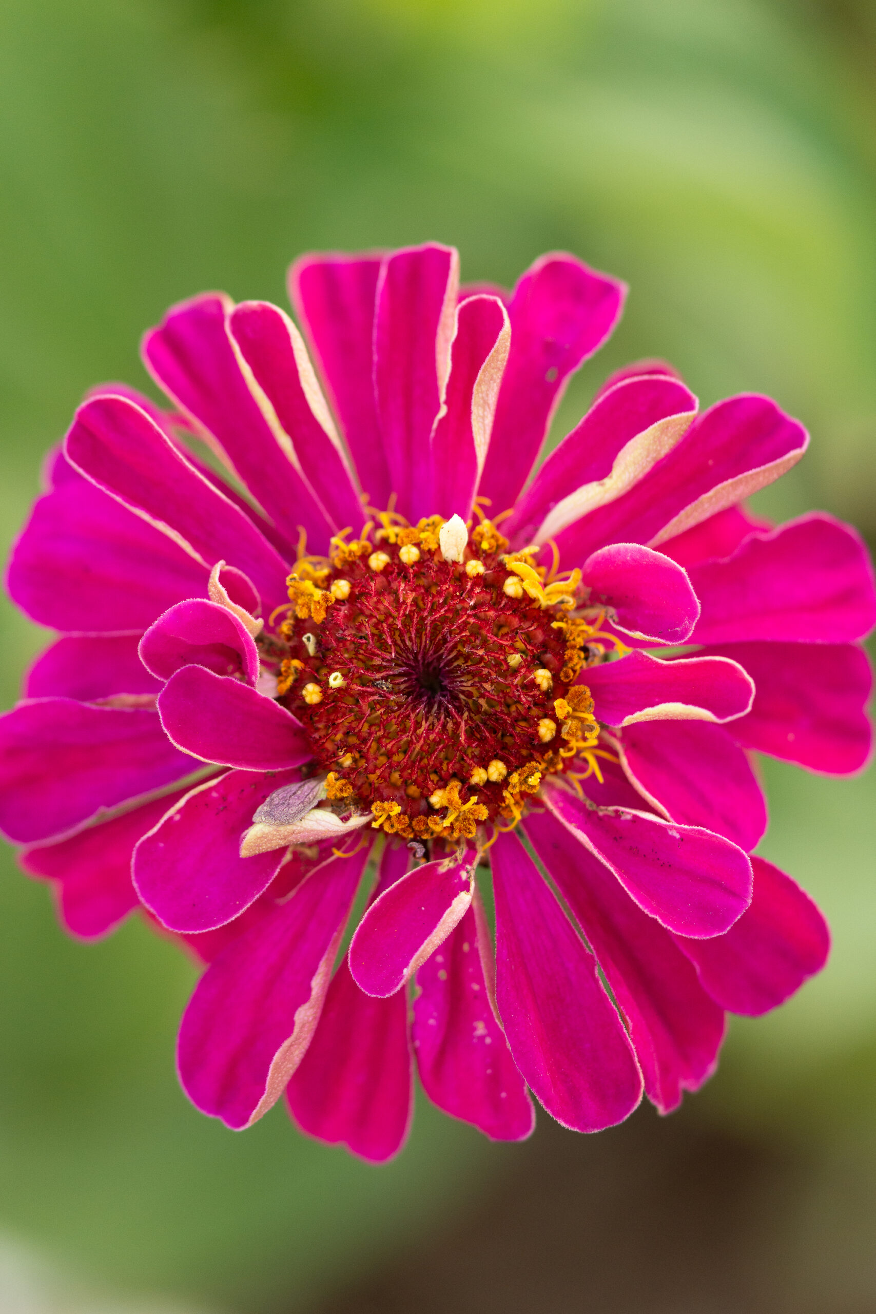 https://theprudenthomemaker.com/wp-content/uploads/2022/07/Luminosa-Pink-Zinnia-The-Prudent-Homemaker-scaled.jpg