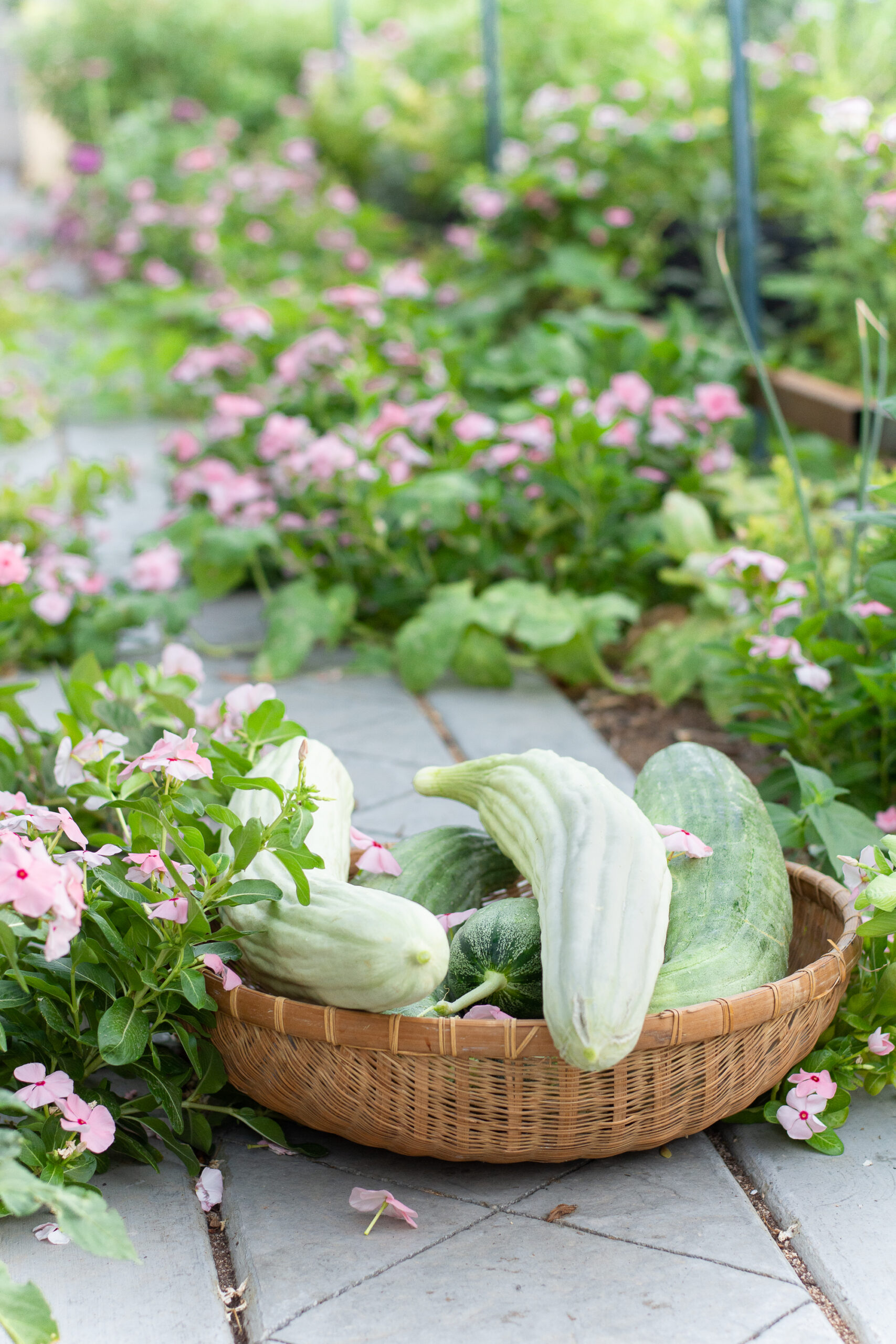 https://theprudenthomemaker.com/wp-content/uploads/2022/09/Armenian-Cucumbers-in-the-garden-The-Prudent-Homemaker-scaled.jpg