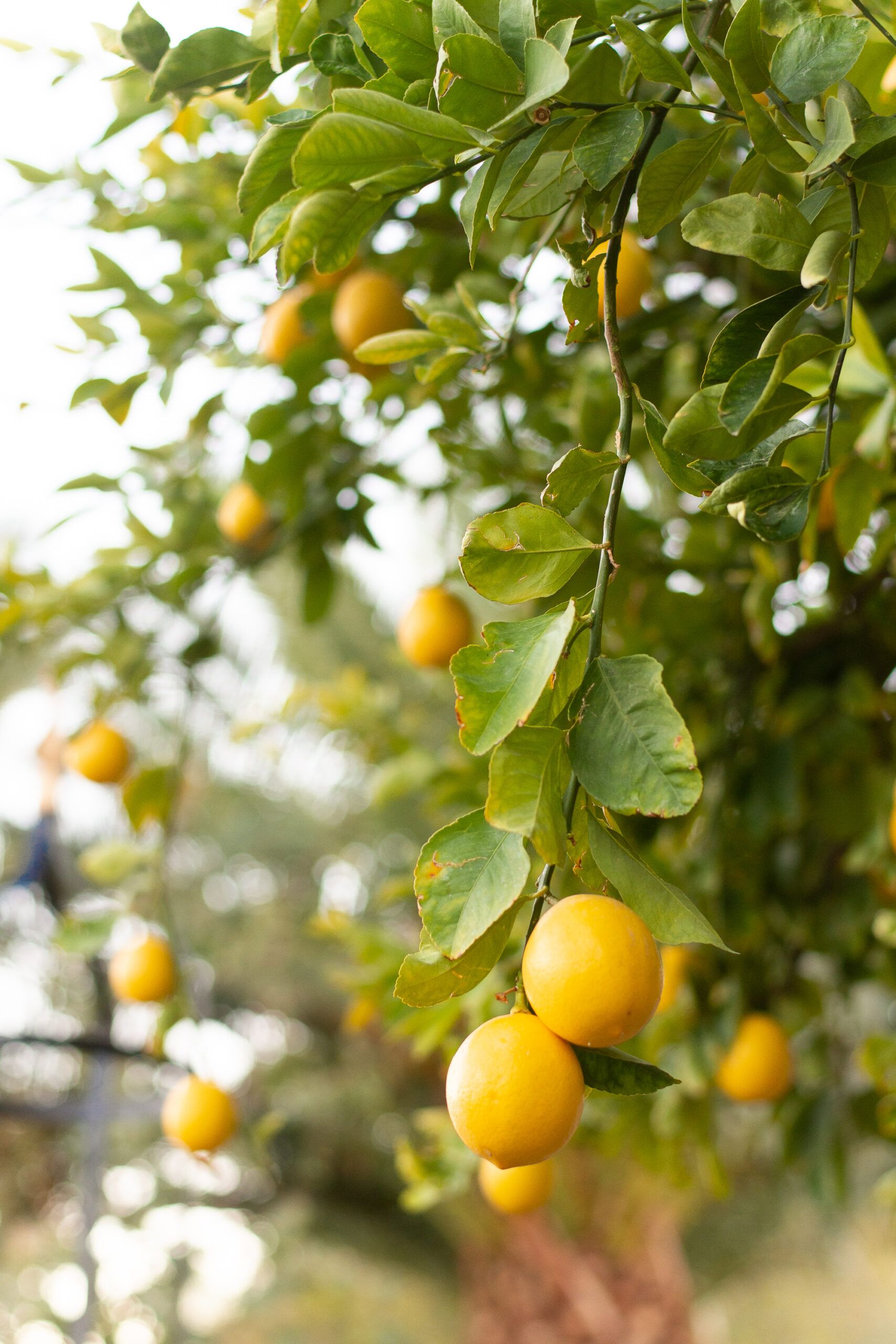 https://theprudenthomemaker.com/wp-content/uploads/2022/11/November-Meyer-Lemons-The-Prudent-Homemaker-scaled.jpg