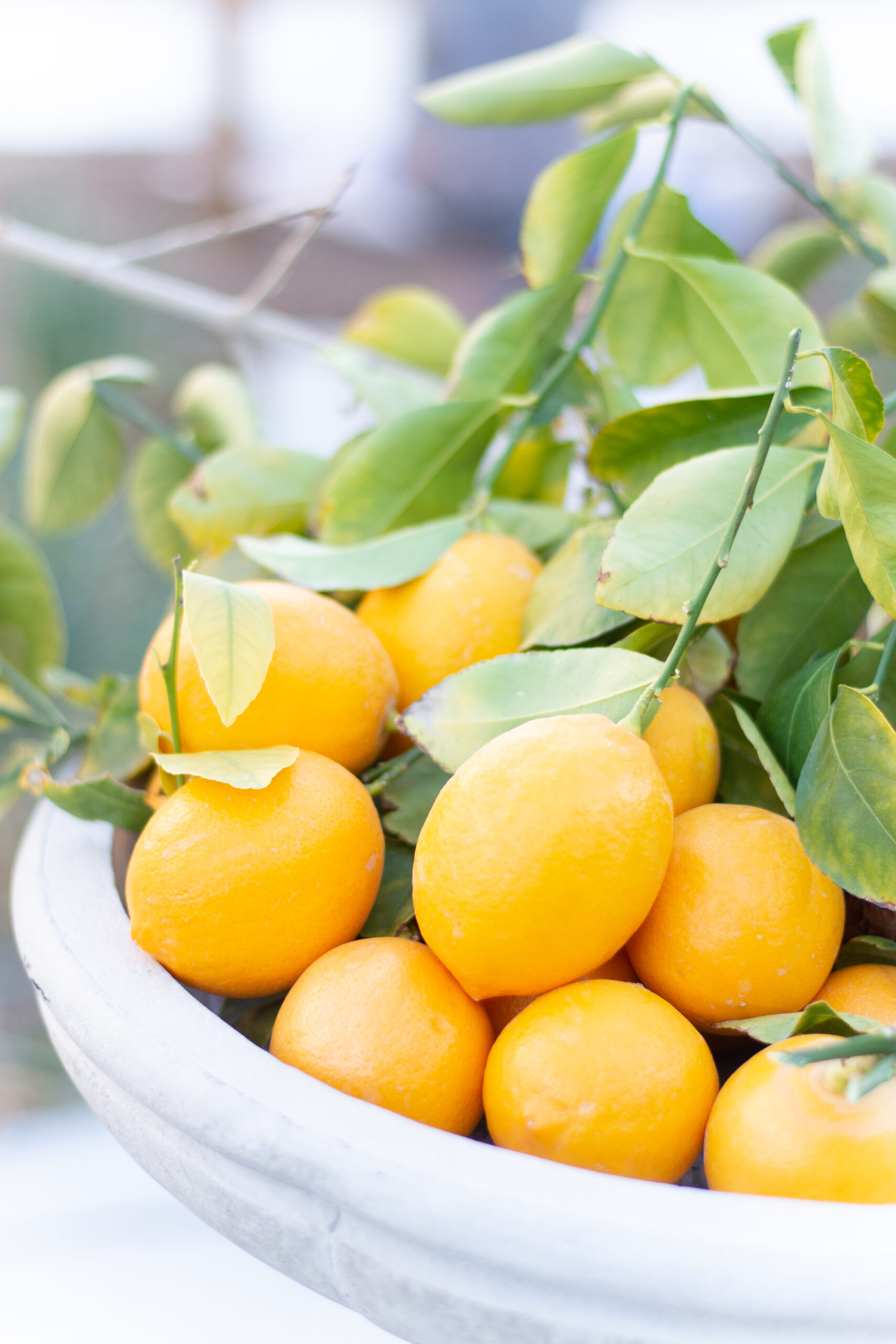 https://theprudenthomemaker.com/wp-content/uploads/2023/01/Meyer-lemons-in-birdbath-The-Prudent-Homemaker-scaled.jpg