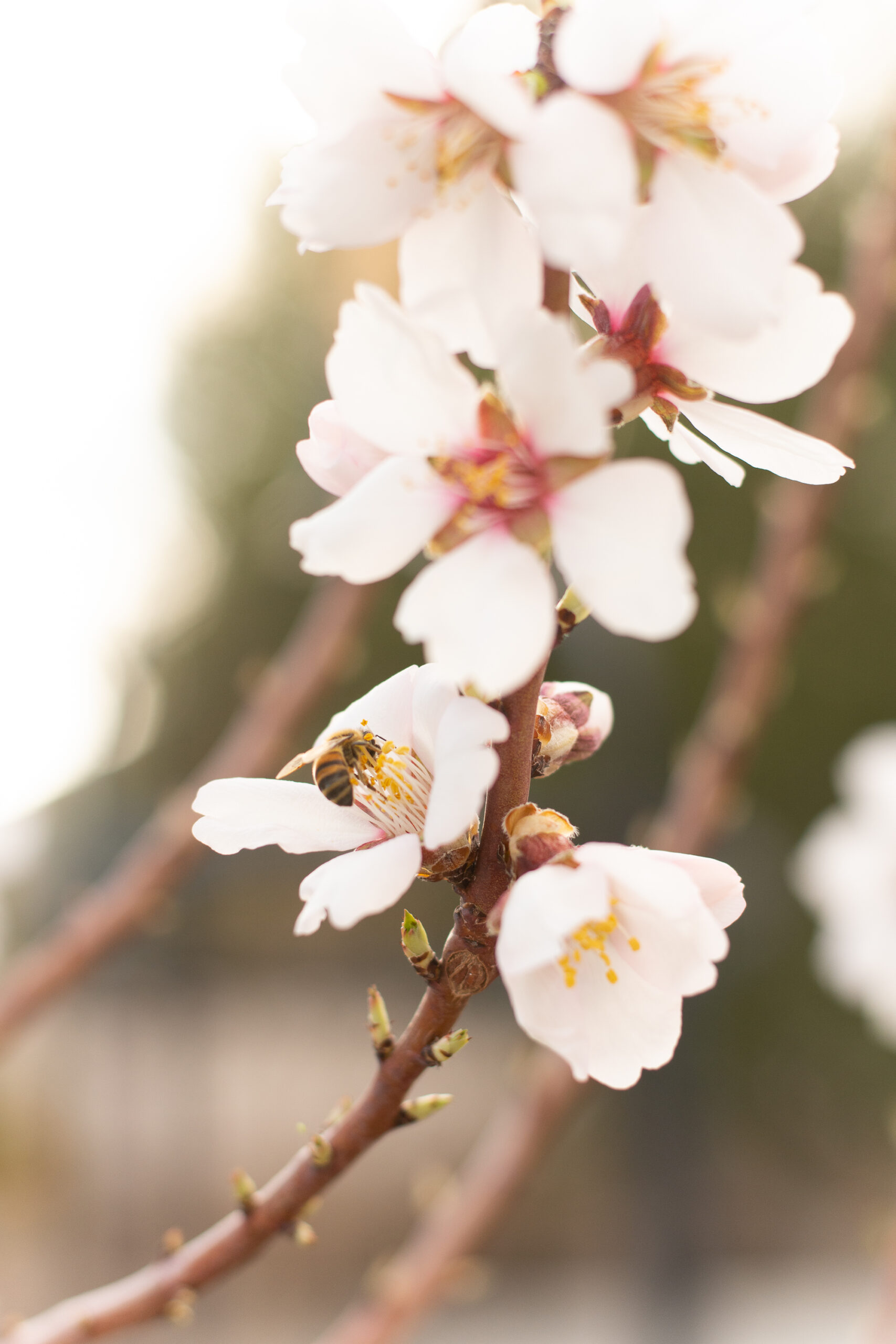 https://theprudenthomemaker.com/wp-content/uploads/2023/02/February-Almond-Blossoms-with-bee-The-Prudent-Homemaker-scaled.jpg