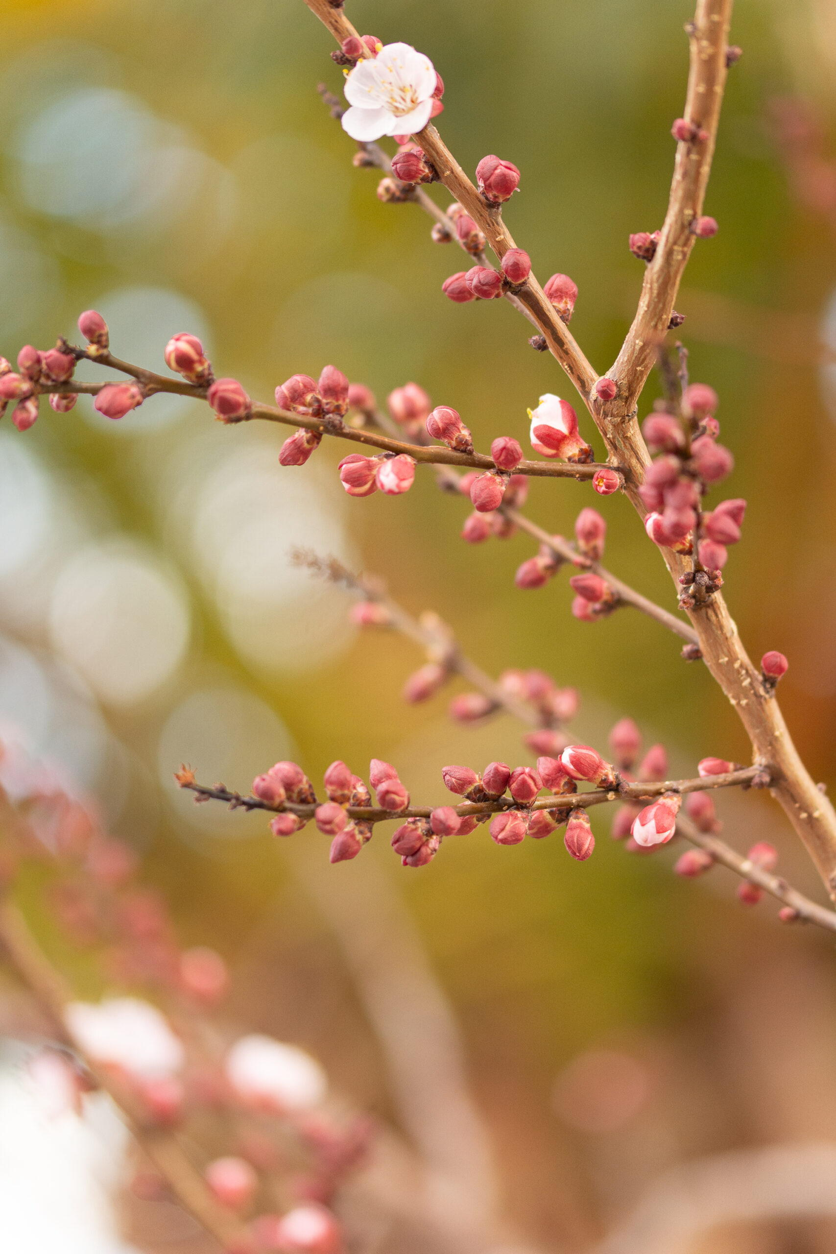 https://theprudenthomemaker.com/wp-content/uploads/2023/02/February-Apricot-Blossoms-The-Prudent-Homemaker-scaled.jpg