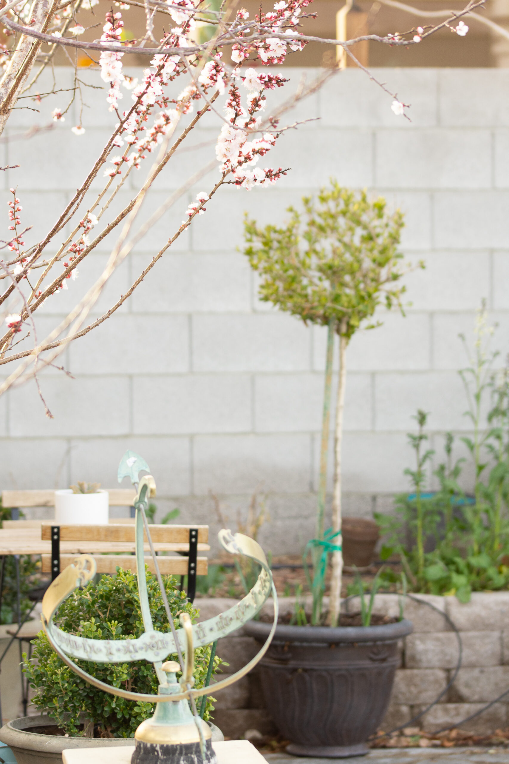 https://theprudenthomemaker.com/wp-content/uploads/2023/02/February-Courtyard-with-Blossoms-The-Prudent-Homemaker-scaled.jpg