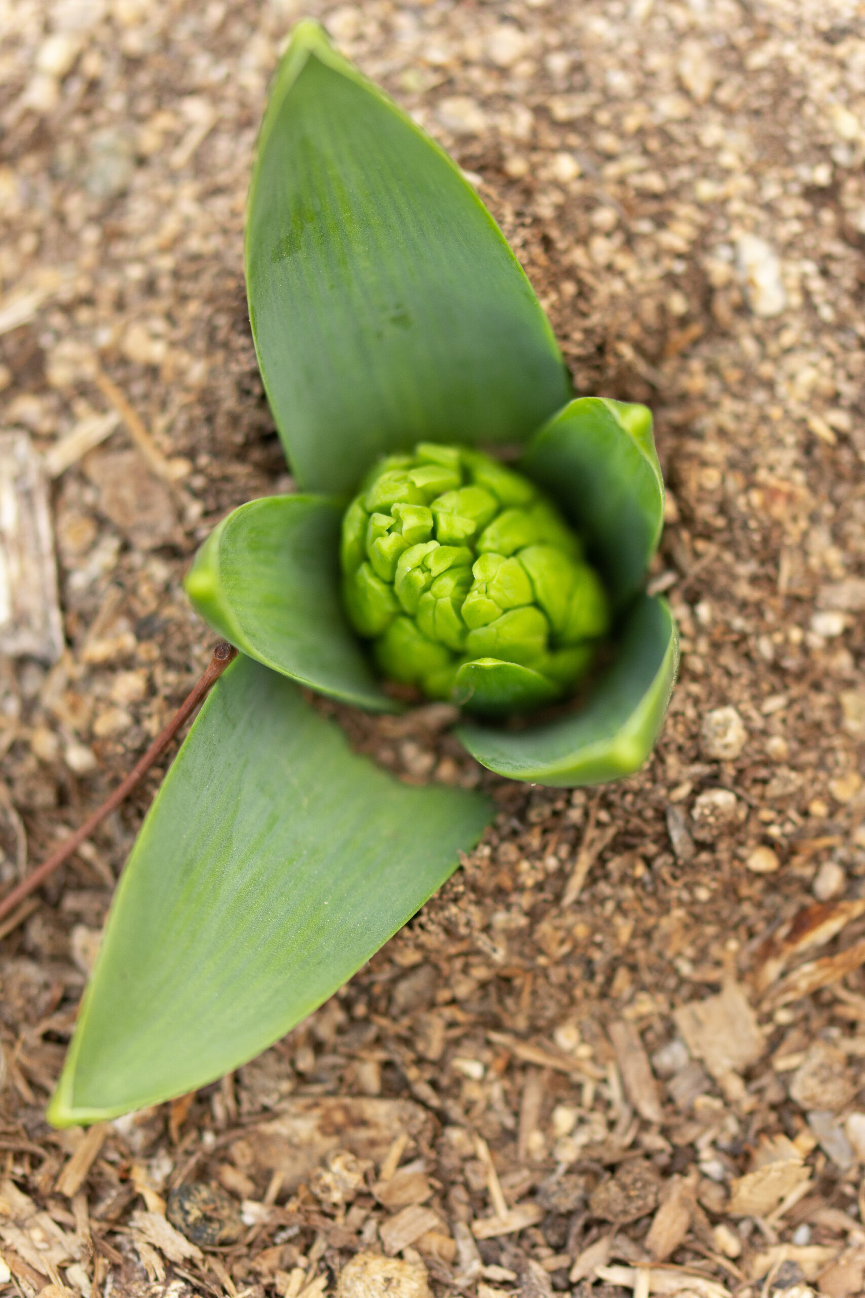 https://theprudenthomemaker.com/wp-content/uploads/2023/02/February-Hyacinth-in-bud-The-Prudent-Homemaker-scaled.jpg