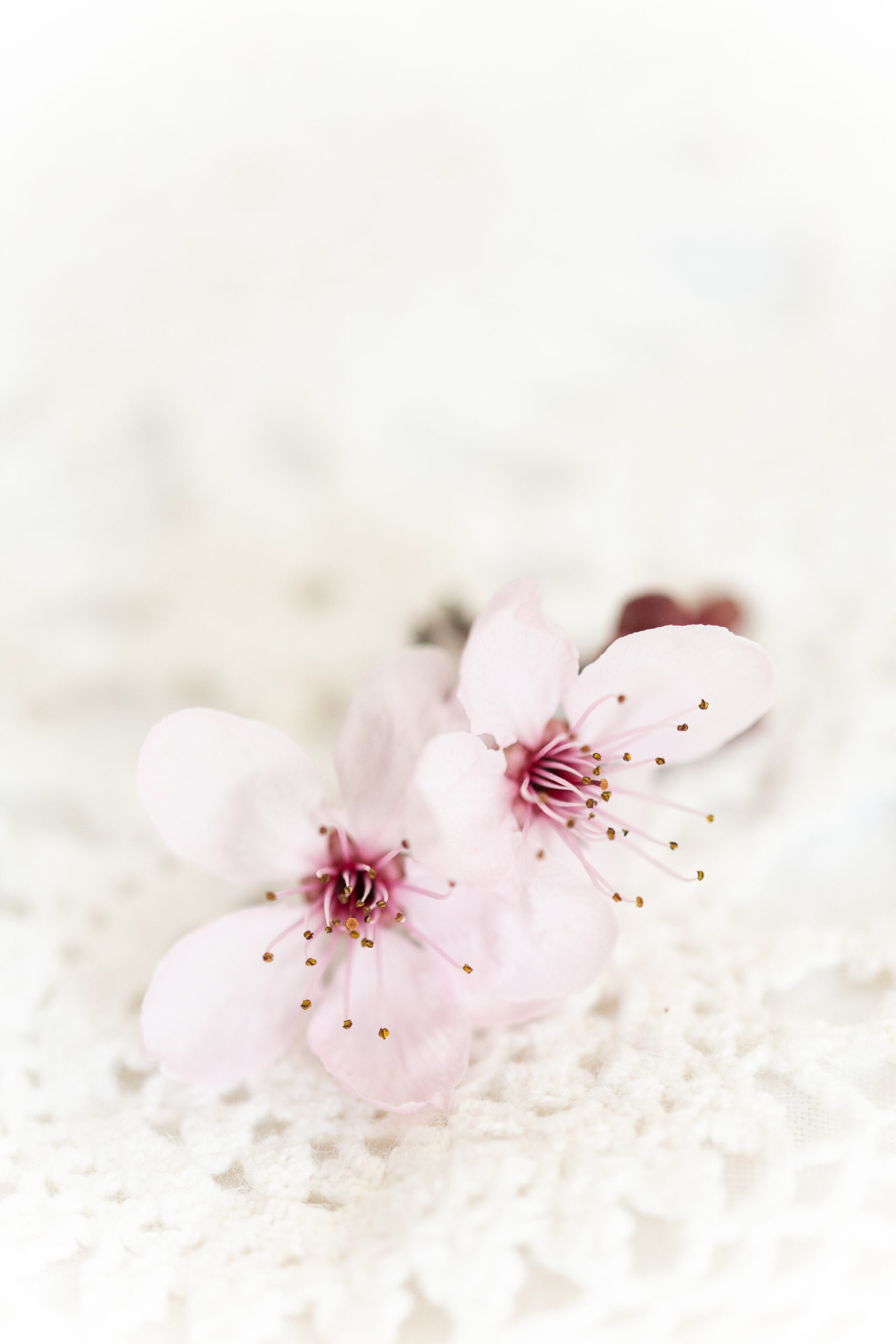 https://theprudenthomemaker.com/wp-content/uploads/2023/03/Plum-Blossoms-The-Prudent-Homemaker-scaled.jpg