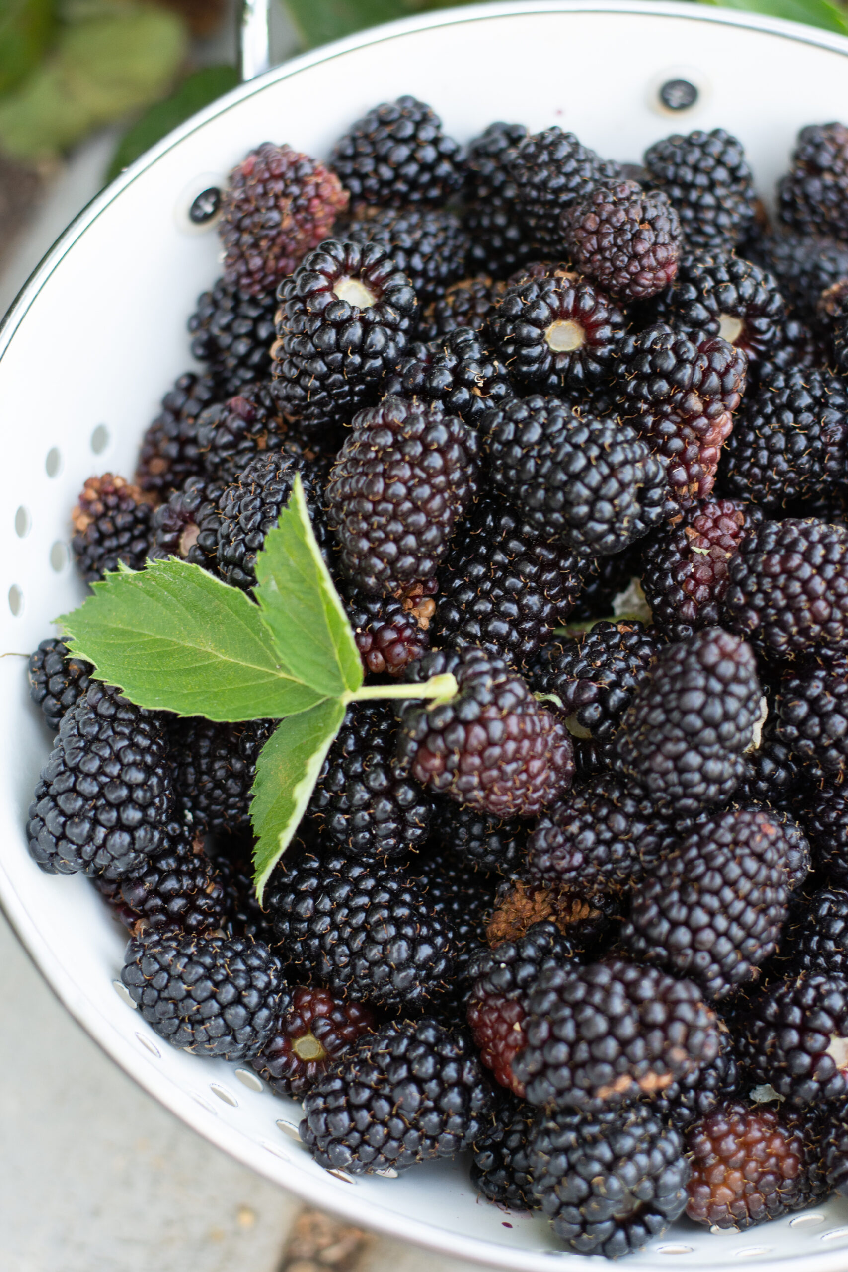 https://theprudenthomemaker.com/wp-content/uploads/2023/05/May-Blackberries-The-Prudent-Homemaker-scaled.jpg