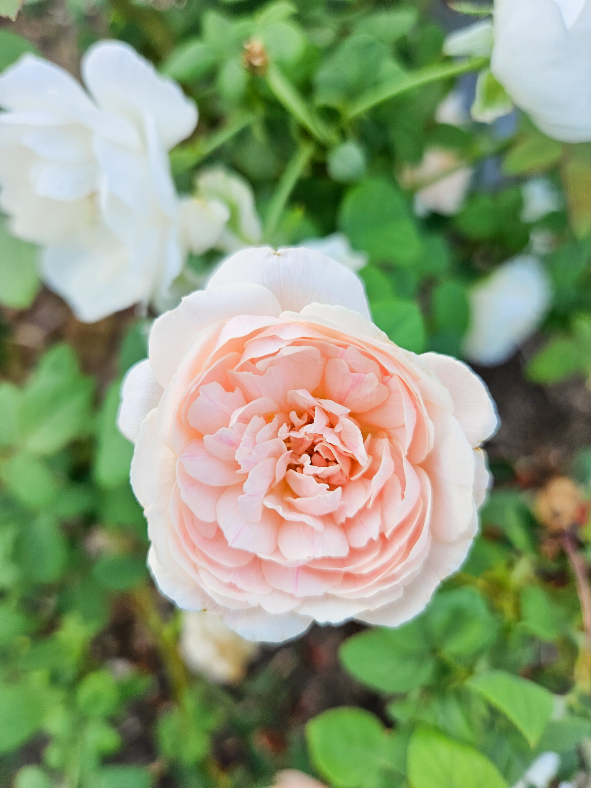 Homemade Milk Bath Recipe with Dried Red Rose Petals - Suburbia Unwrapped