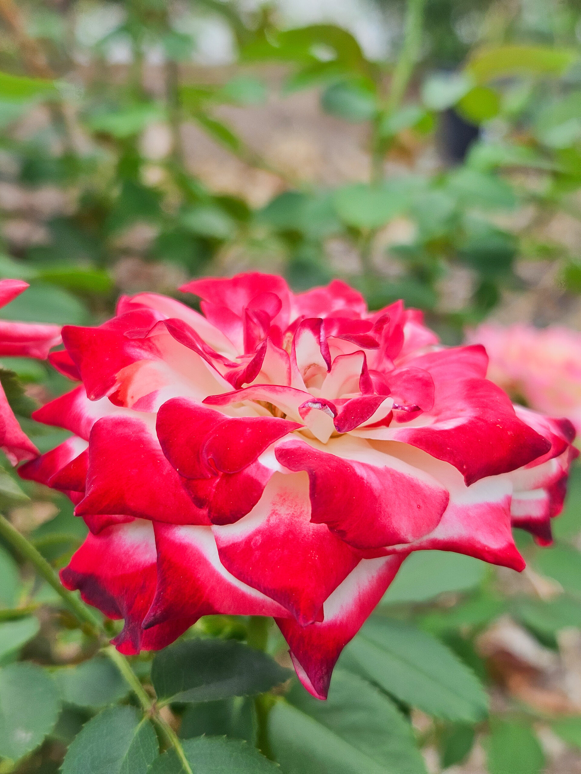 Homemade Milk Bath Recipe with Dried Red Rose Petals - Suburbia Unwrapped